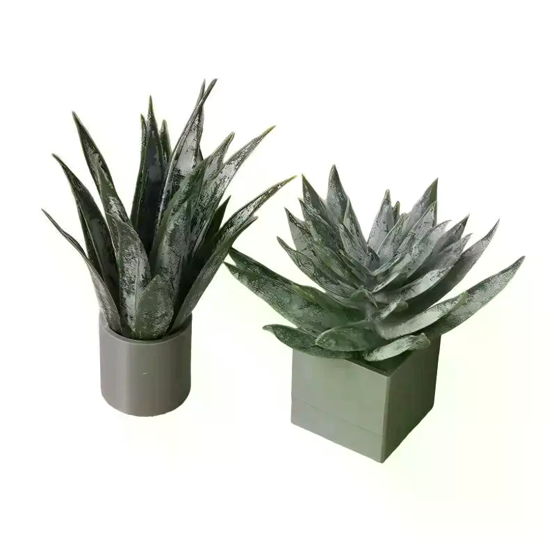 ต้นว่านหางจระเข้จิ๋วในกระถาง ข - Aloe Vera Pot บทวิจารณ์และราคา