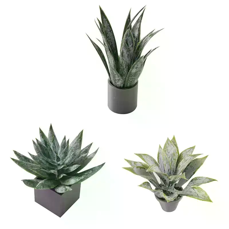 ต้นว่านหางจระเข้จิ๋วในกระถาง ข - Aloe Vera Pot บทวิจารณ์และราคา